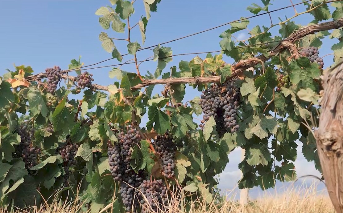 Македонското вино ќе добие географска ознака како симбол за традицијата, автентичноста и квалитетот
