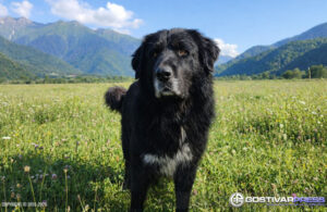 Македонскиот пес Караман доби меѓународен статус како автохтона раса