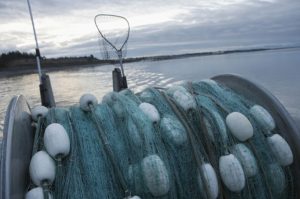 ФАО: Измамите со риба ја надминуваат трговијата со месо и овошје