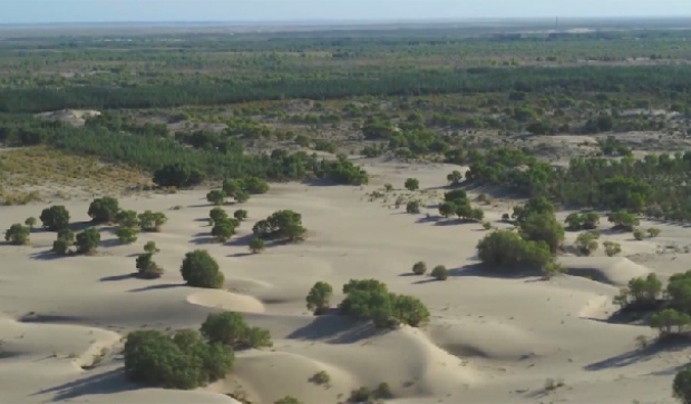 Кина со масовно садење дрвја ја претвора пустината Такламакан во апсорбер на јаглерод (ВИДЕО)