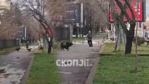 Независни за Карпош бараат мерки: Кучињата од Кичево и Албанија да се вратат назад под итно!