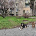 Кучиња скитници нападнале двегодишно дете во Битола и тешко го повредиле