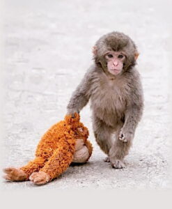 Едно мајмунче ја „покори“ IKEA: Плишаниот орангутан исчезна од рафтовите за 48 часа!