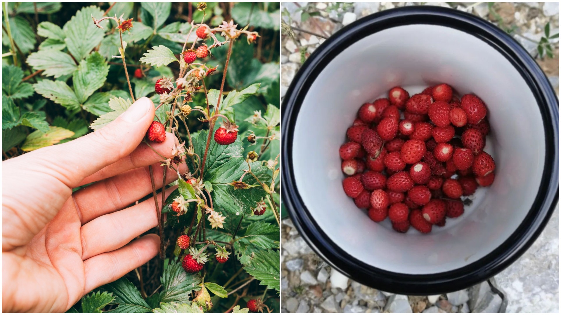 Плаќаат 160 евра килограм за ова овошје: Ана го користи во производство на органско чоколадо, кое е единствено на Балканот