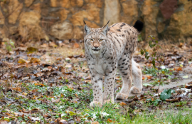„Еко свест“ до Мицкоски: „Бошков мост“ го загрозува опстанокот на балканскиот рис