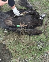 Еден црн и еден белоглав мршојадец угинале во близина на Кавадарци