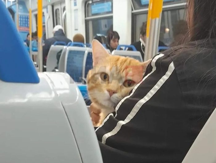 ПРИВЕДЕНА МАЧКА ВО ГЕРМАНИЈА: Сама и без билет патувала со воз до Бремен, отако ја отриле ѝ дале вода и ја одвеле во полициска станица