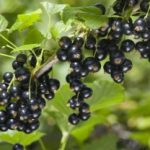 Кој e плодот што содржи најмногу витамини?