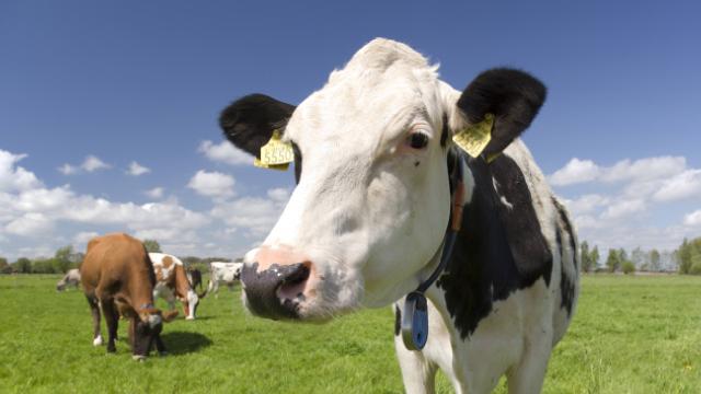 Маж од Бугарија со камион удрил во крава на патот Крива Паланка – Куманово, па избегал!