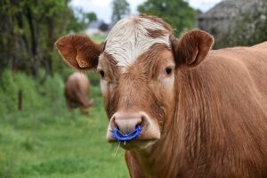 Производителите на млеко во Србија најавија протест и блокада на Ибарска магистрала