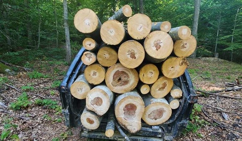 Фалсификувале исправи, издавале лажни испратници – Кривична пријава за вработени во Национални шуми од Пробиштип и Кочани!