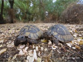 Желки бегаат во смрт од агресивни мажјаци на островот Голем Град во Преспа, македонски и светски научници ќе бараат спас