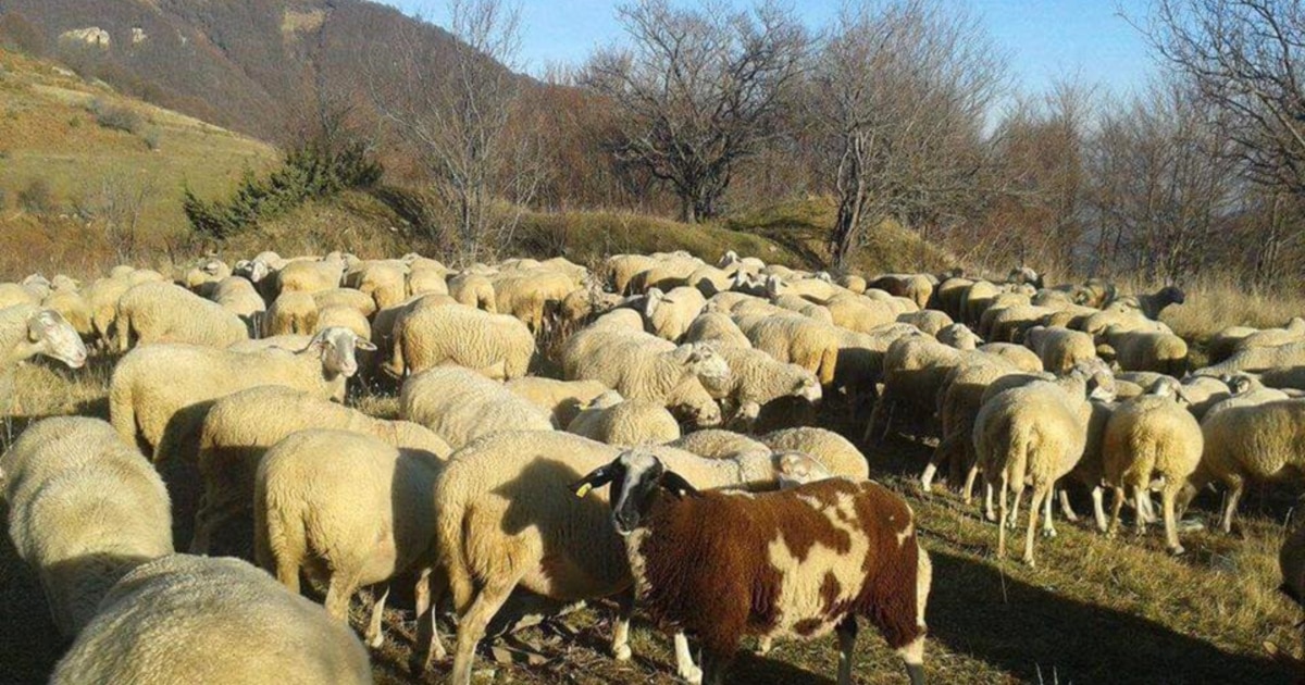 Сточарите стравуваат од „див трансфер“ на сипаници кај овците и нови забрани за извоз