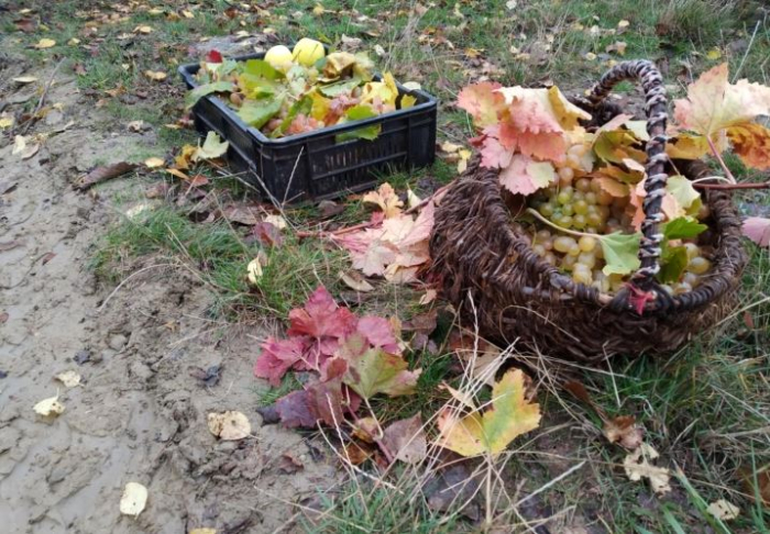 Недела на традицијата, на грозјето и производи од грозје во Тиквешијата