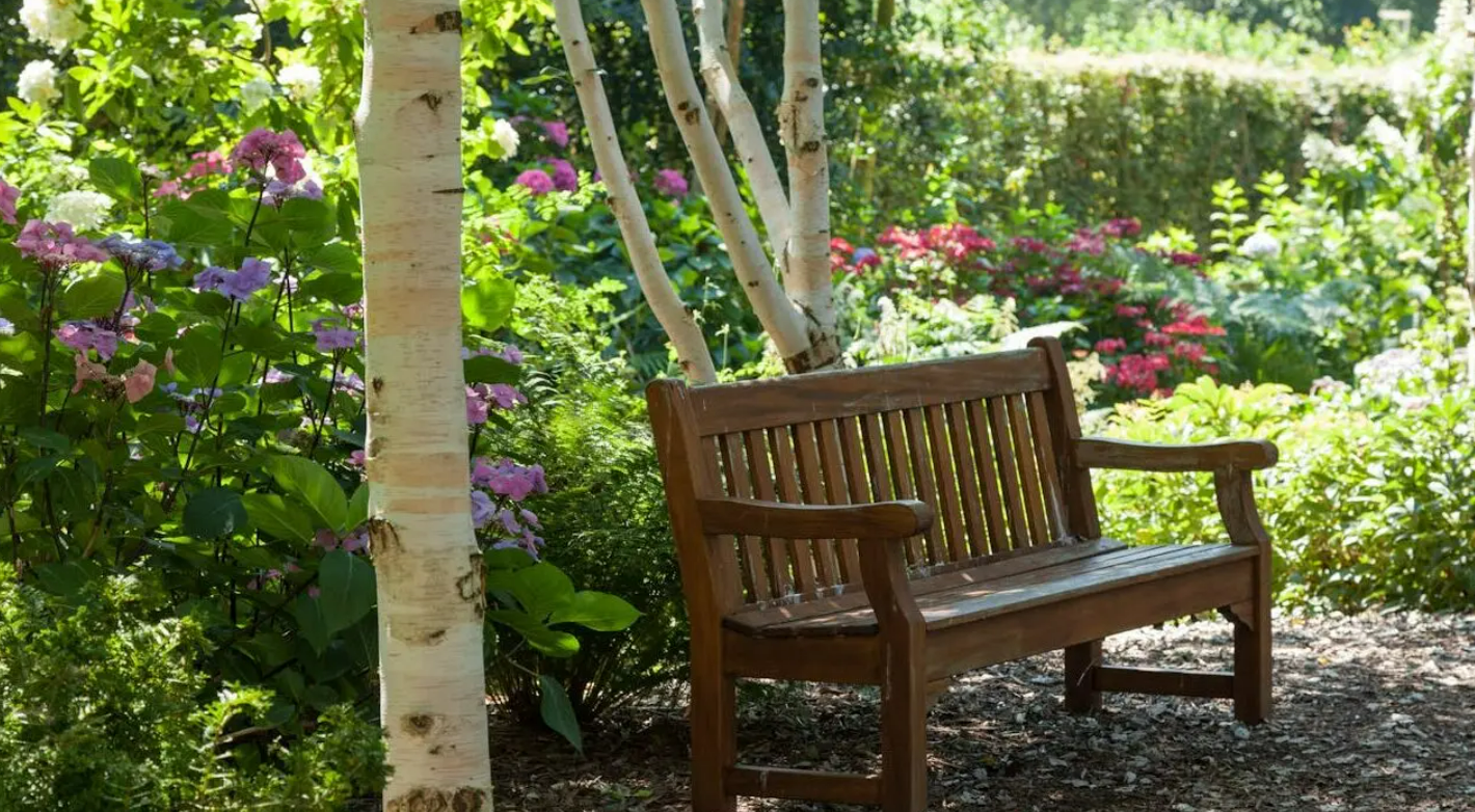 Велат магично е, маслото од него е лек над лековите: Во пролет засадете го ова дрво