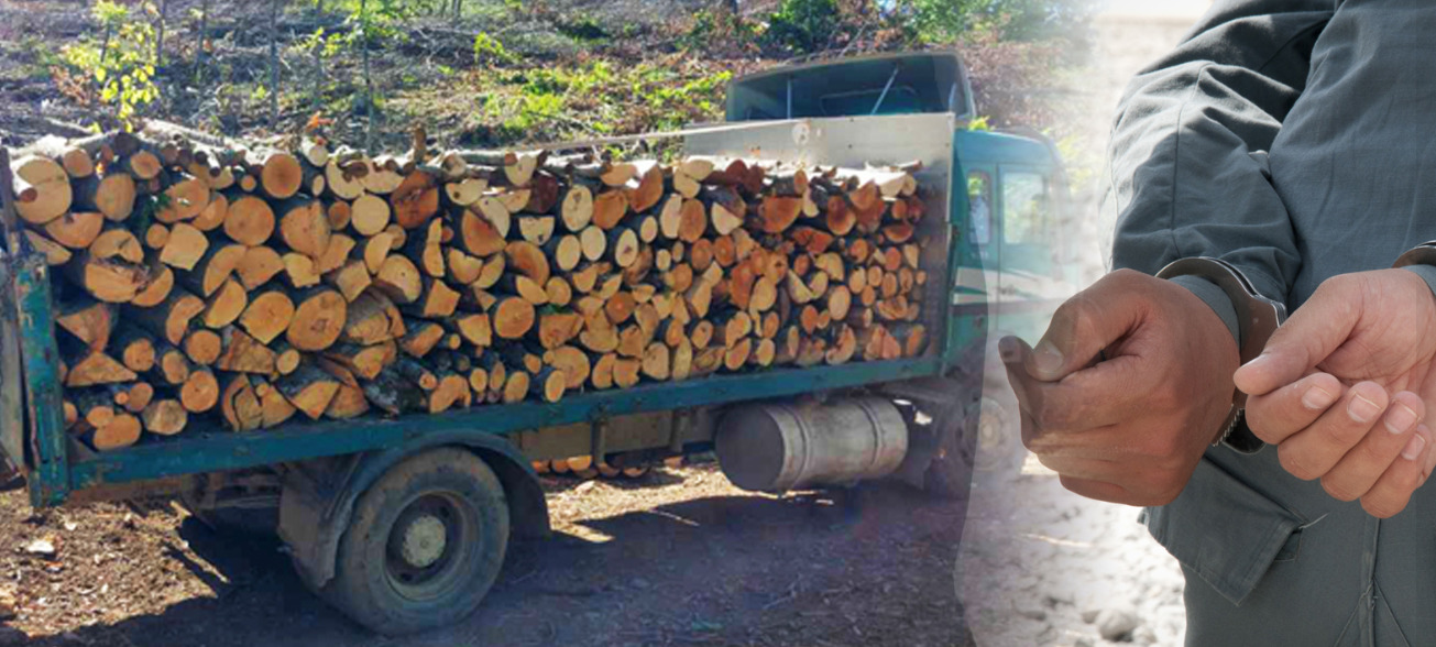Кривична против пет лица: организирале сеча и транспорт на дрвна маса од државни парцели