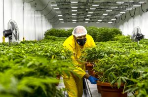 Алиу: Одземени се лиценците на шест компании кои одгледуваа марихуана за медицински цели
