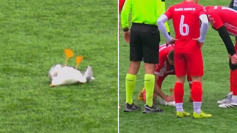 Луда сцена, фудбалер му спасуваше живот на галеб кој беше погоден со топка (Видео)