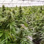 Вонредни контроли на сите фирми за производство на медицински канабис