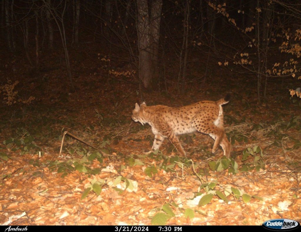 Угинат балкански рис најден на патот Ресен – Охрид, постојат само 50-тина единки од овој вид