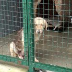 Битола има многу бездомни кучиња – анкета