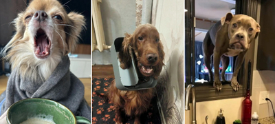 18 слатки и смешни фотки поради кои ќе посакате да чувате куче