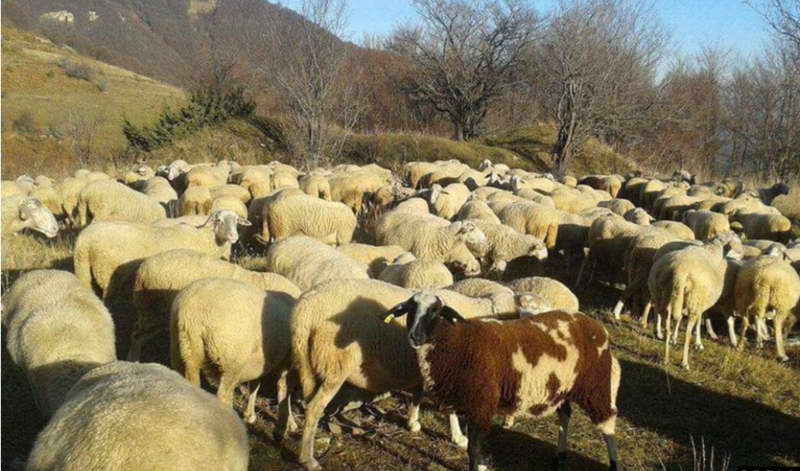 Сточарите стравуваат од „див трансфер“ на сипаници кај овците и нови забрани за извоз