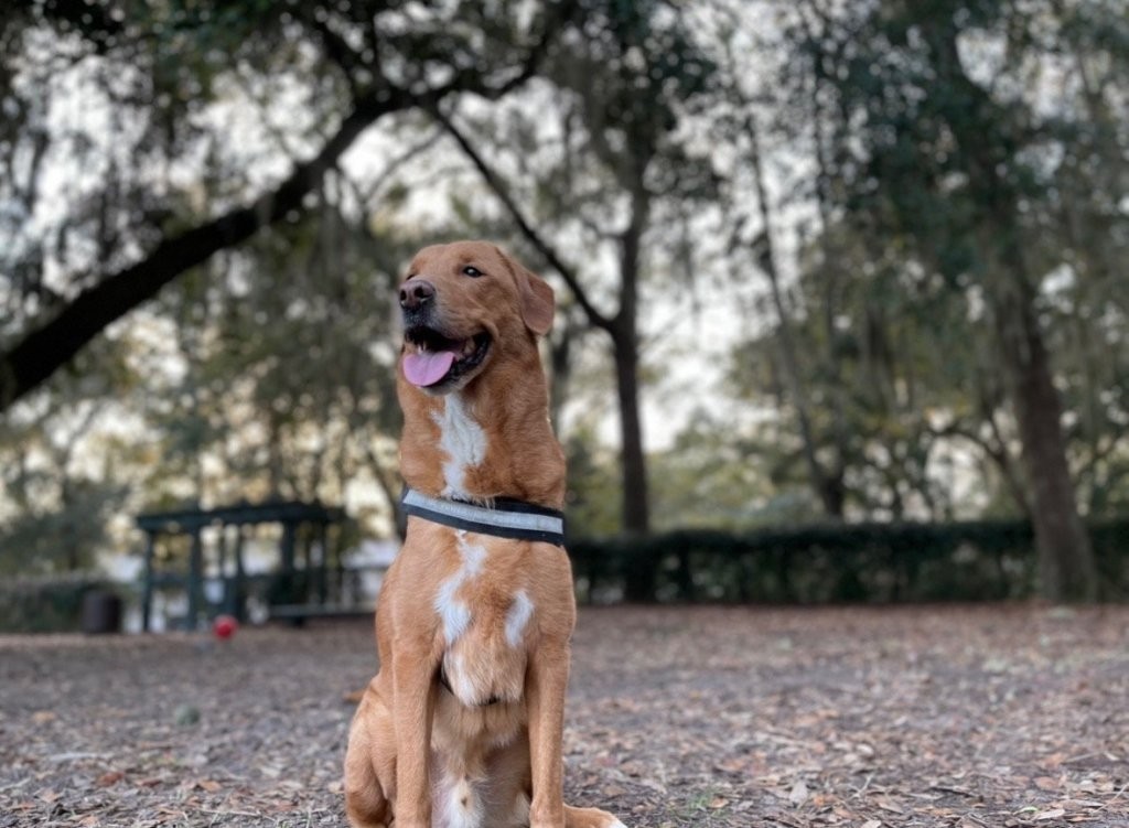 Сопственичка на домашно милениче вели дека кучето ѝ го спасило животот откривајќи ѝ рак на дојка