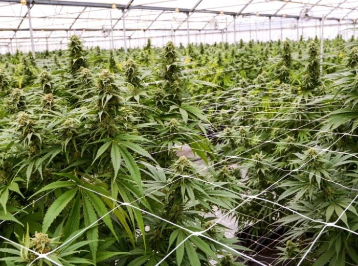 ЗАПЛЕНЕТА МАРИХУАНА: Фирма на син на екс претседател на СДСМ во Ново Село вмешана во случајот со канабисот што е запленет во Србија