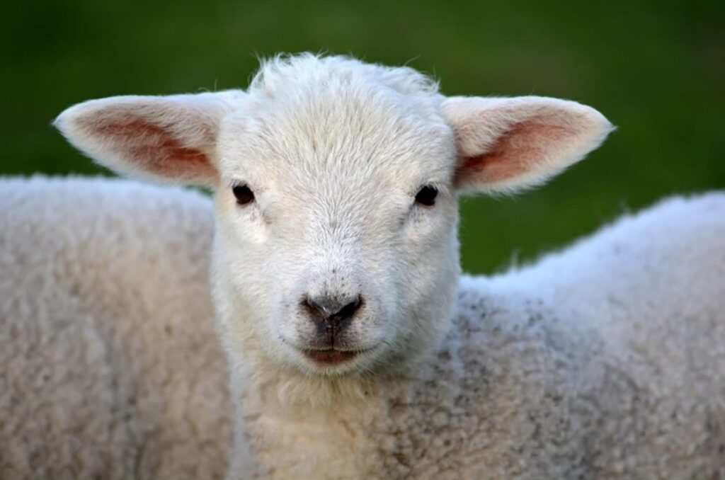 Сточарите од Штипско на удар на крадци: Од бачилото украдени овци и јагниња