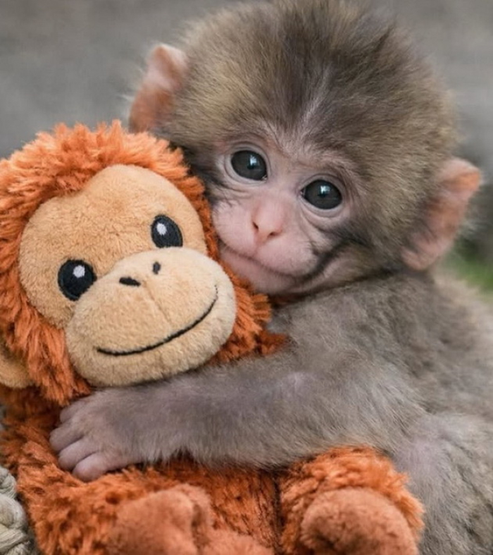 Мајмунчето Панч, одбиено од мајката, најде утеха во плишана играчка и стана интернет сензација