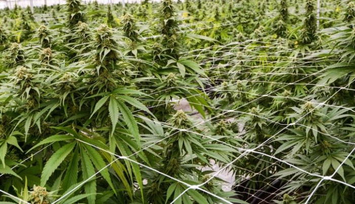 Почнаа вонредните контроли на фирмите што произведуваат медицински канабис, ќе се проверуваат 43 лиценци