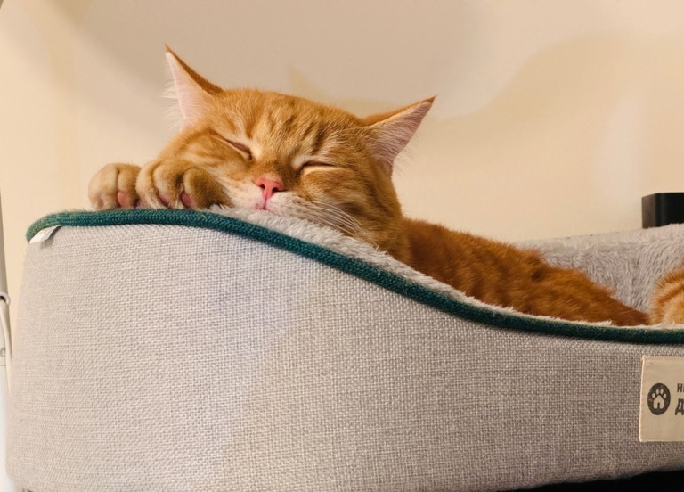 КАКО МАЧКИТЕ СЕ НАВИКНУВААТ НА ЖИВОТОТ ВО МАЛ СТАН? Ветеринар открива: „Овие 4 работи покажуваат дека мачката не се чувствува удобно“