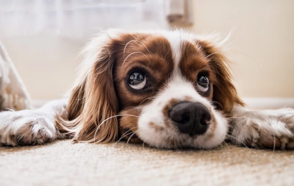 Сопствениците на кучиња да го почитуваат законот и да ги микрочипираат милениците