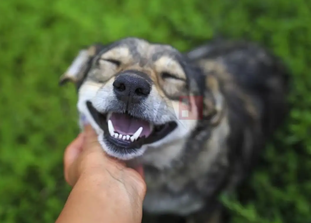 АХВ: Сопствениците на кучиња да го почитуваат законот и да ги микрочипираат милениците