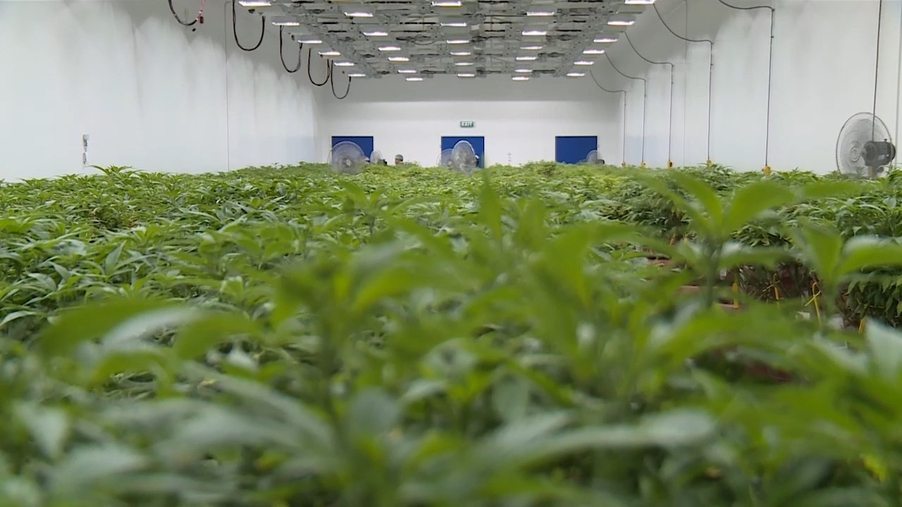 Институциите без одговор колку се извезло минатите години од произведената марихуана?