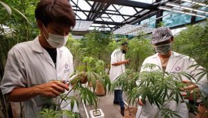 Шест компании останаа без лиценца за одгледување канабис, Мицкоски најави нови акции