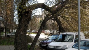 Паднати бандери и дрвја, оштетени автомобили – проблеми во Скопје поради ветерот