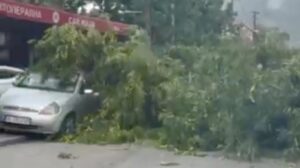 Падна дрво во Кисела Вода, оштетени се три возила