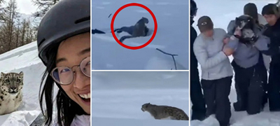 Вознемирувачко: Туристка на скијање сакала да си направи селфи со леопард – ѝ го искасал лицето (видео)