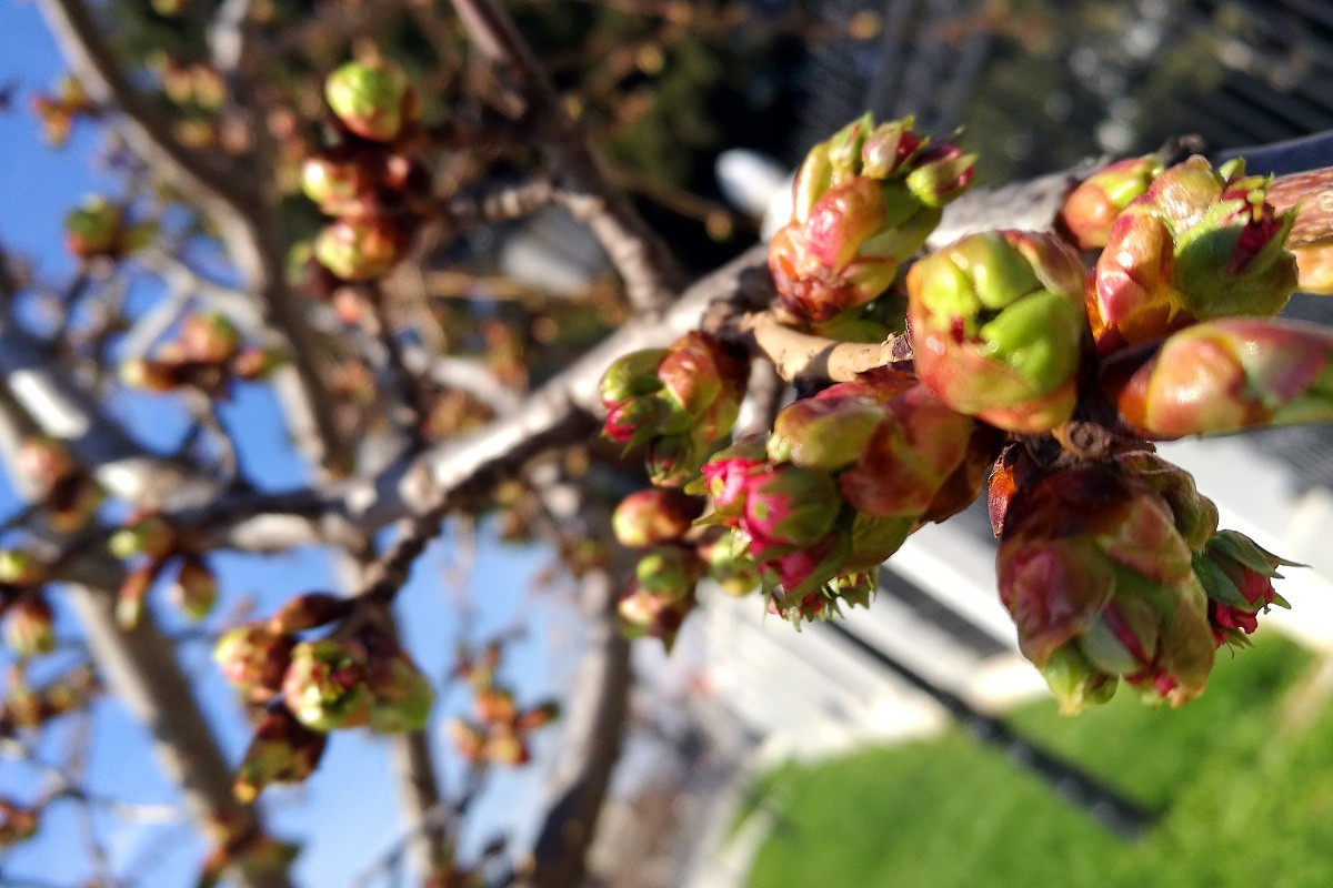 ДАЛИ ПРОЛЕТТА ПРИСТИГНА ПОРАНО ВО МАКЕДОНИЈА? На повидок нема никакво заладување