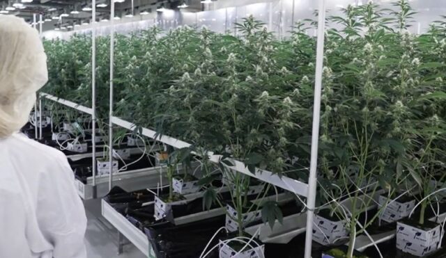 Фирми за производство на марихуана: голем дел работат со загуби, дел со блокирани сметки !