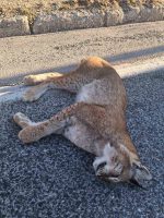 Балкански рис угинал на патот Ресен-Охрид, МЕД апелира да се градат зелени мостови за безбедно движење на дивиот свет