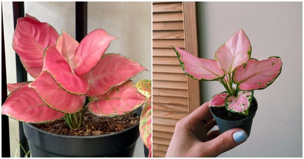 Розова аглаонема - Цвеќе кое ќе даде доза елеганција во вашиот дом, а се верува и дека носи среќа