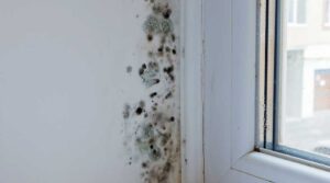 Финска практика против влага и мувла