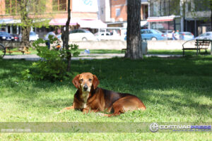 Чипирајте ги кучињата, апел од АХВ до сопствениците