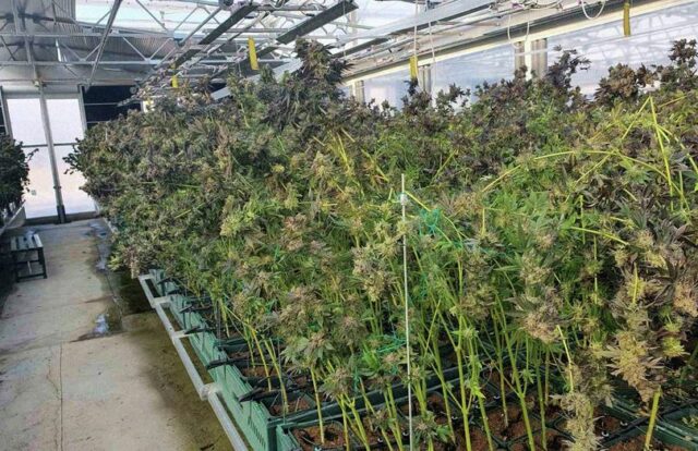 Каква е финансиската кондиција на дел од фирмите кои се во бизнисот со марихуаната? Од добивки до загуби – 43 активни и 18 правни лица кои се водат како „неактивни“
