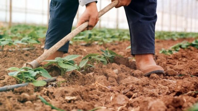 Земјите од регионот инвестираат милијарди, македонскиот аграр тоне