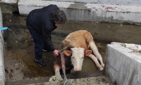 АХВ се предомисли: Немоќна да се справи со кравите, сега вели дека Митовски е надлежен да ги собере