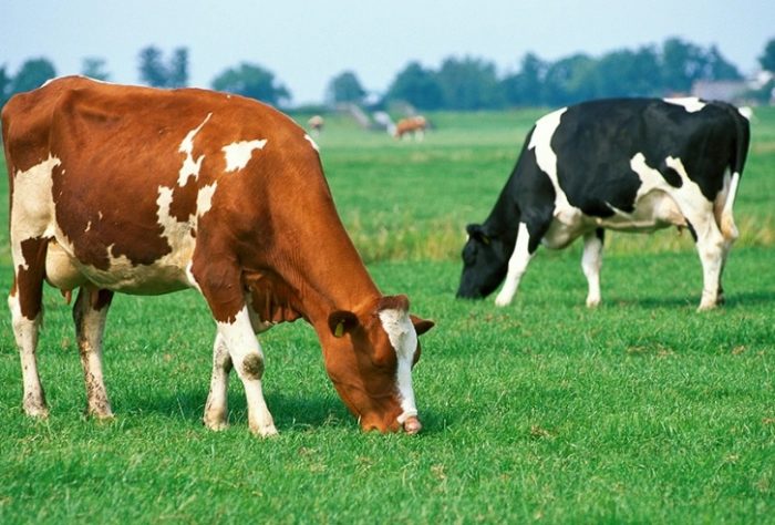 АХВ НАЈОСТРО РЕАГИРА: Локалната самоуправа нема никаква законска надлежност да постапува во справувањето со проблемот со говедата